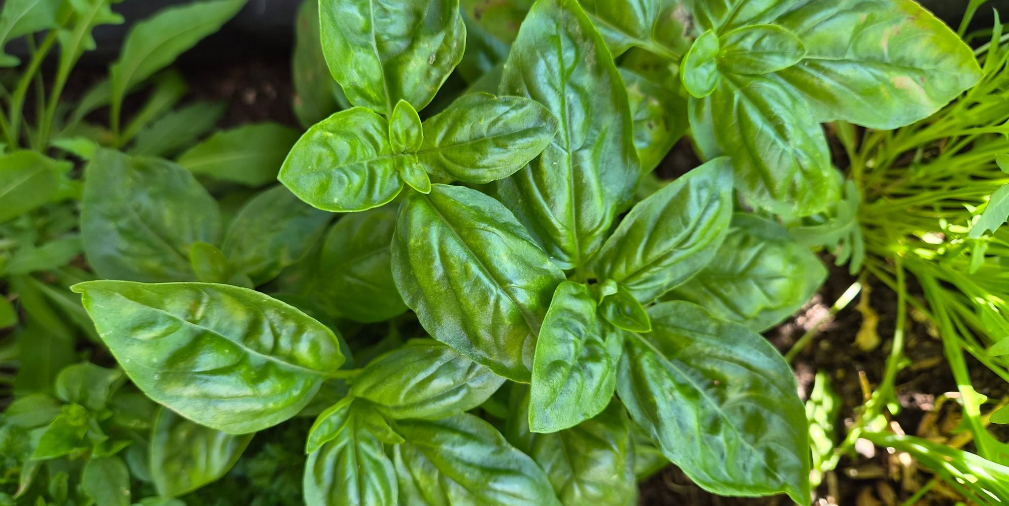 Basil, a favorite herb not just in summer