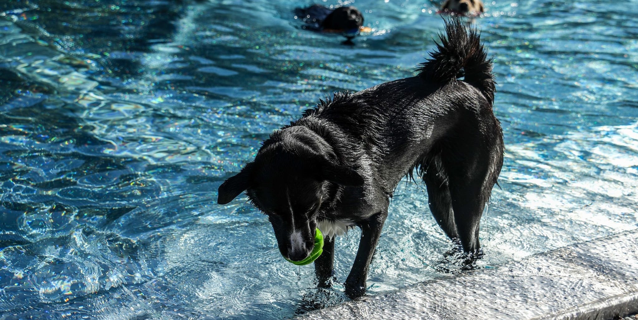 Dog swimming in Hildrizhausen
