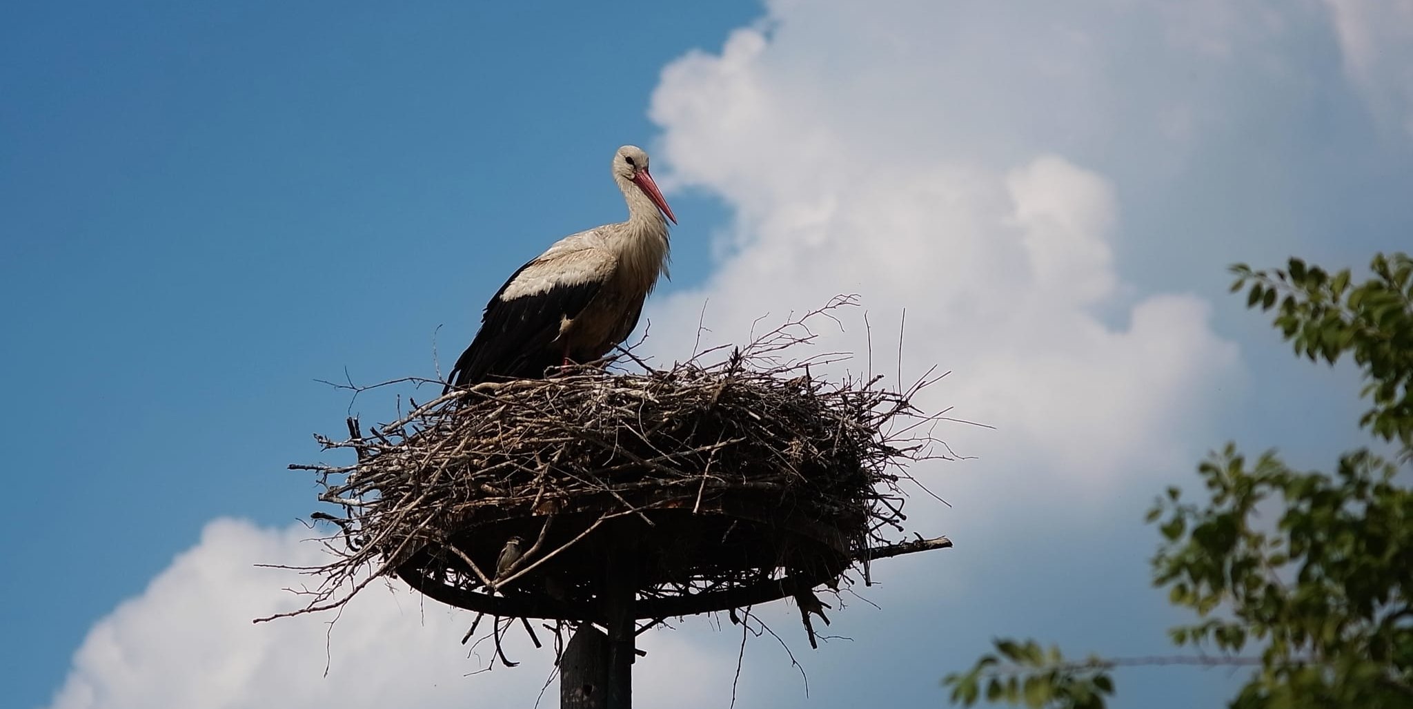 Experience bird migration up close