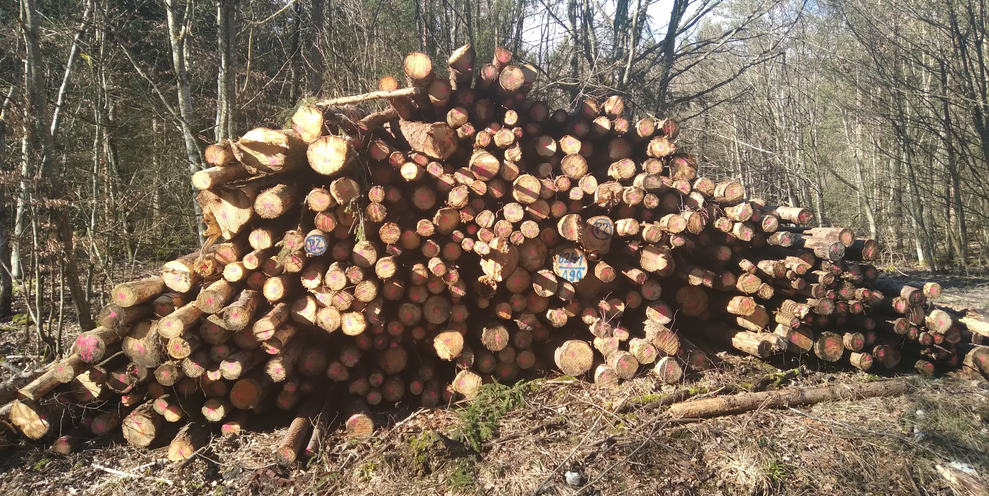Der Revierleiter hat für seine Dienstleistungen beim Holzverkauf 1,76 Euro pro Festmeter berechnet.