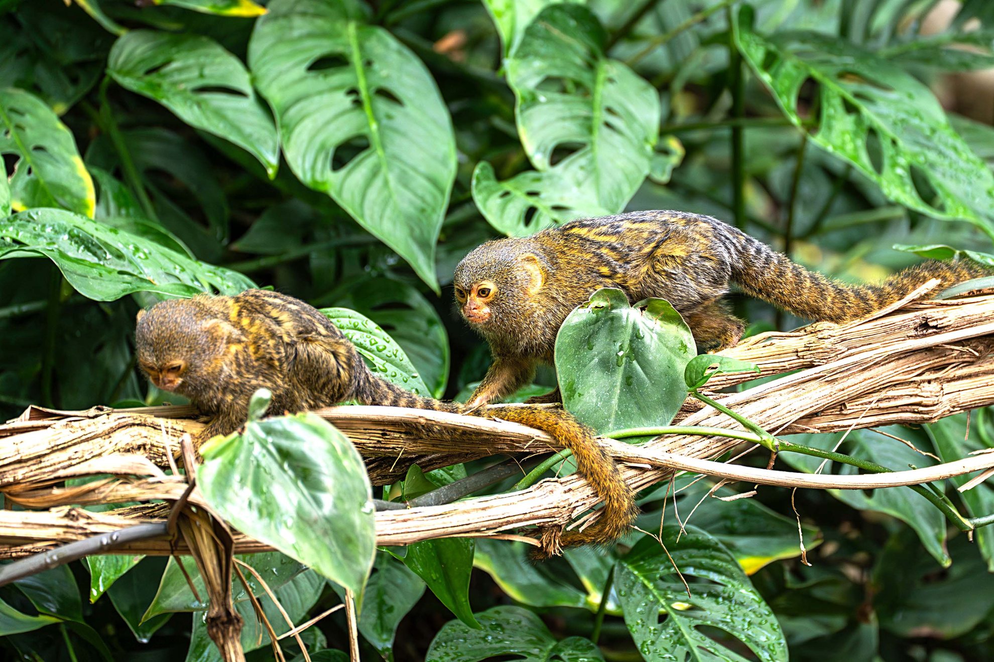 Die Zwergseidenäffchen erkunden das Amazonienhaus