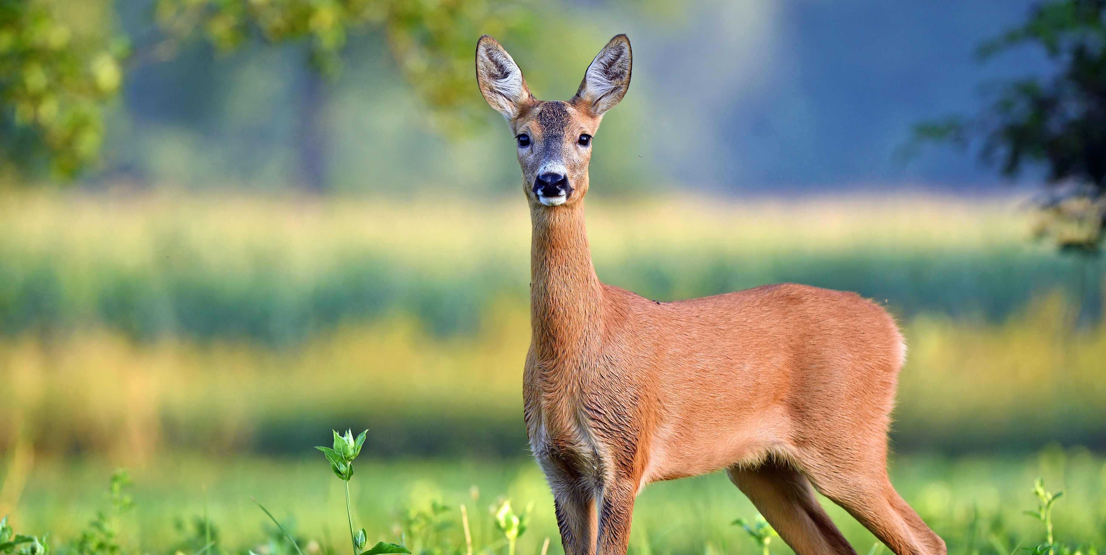 Rehe können bis zu 15 Jahre alt werden. Das Gebiss ist dann so stark abgenutzt, dass die Tiere die Nahrung nicht mehr aufnehmen und wiederkäuen können.