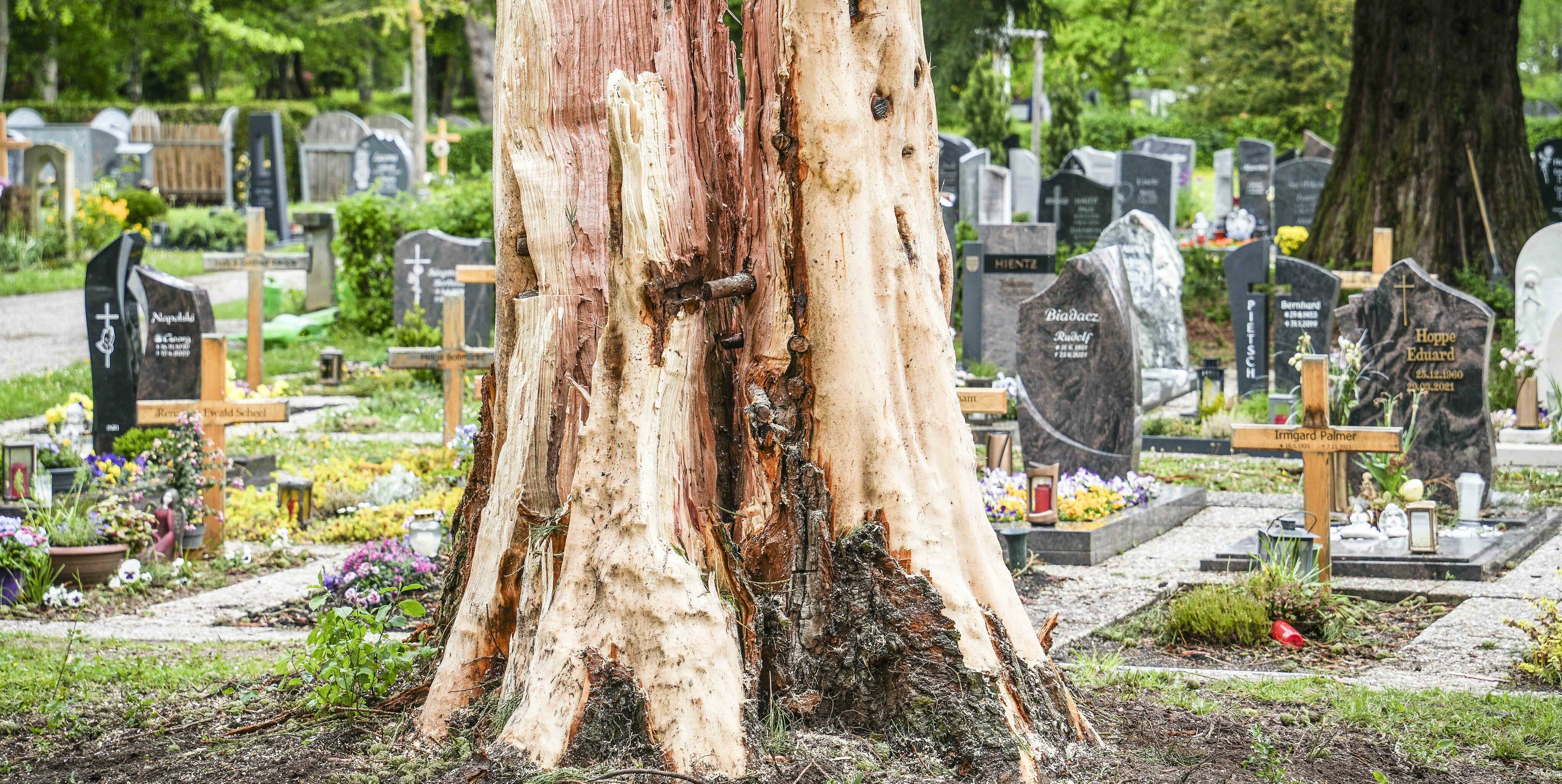 Auf dem Waldfriedhof Böblingen schlug der Blitz in einen Mammutbaum ein und zerfetzte ihn regelrecht.
