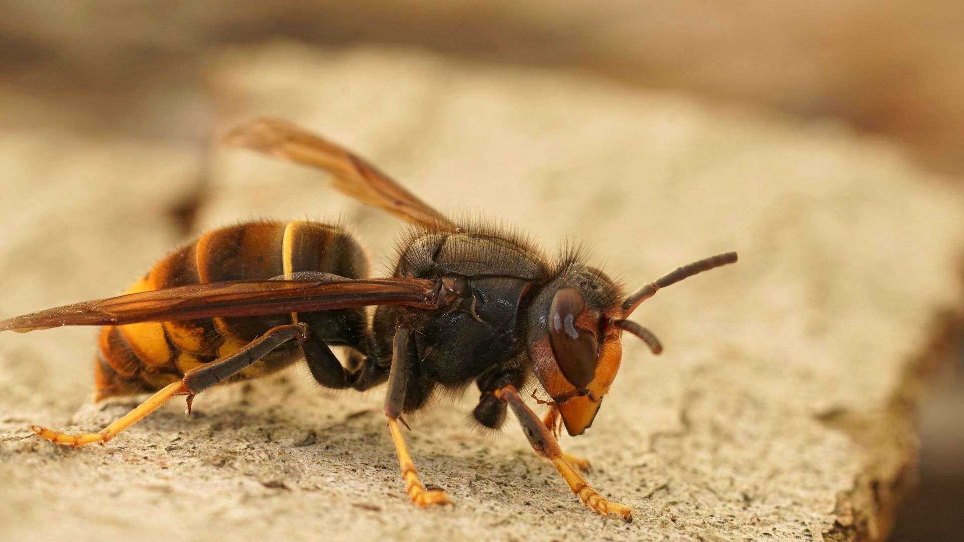 Die Asiatische Hornisse wurde erstmals 2014 in Deutschland nachgewiesen. (Archivbild)