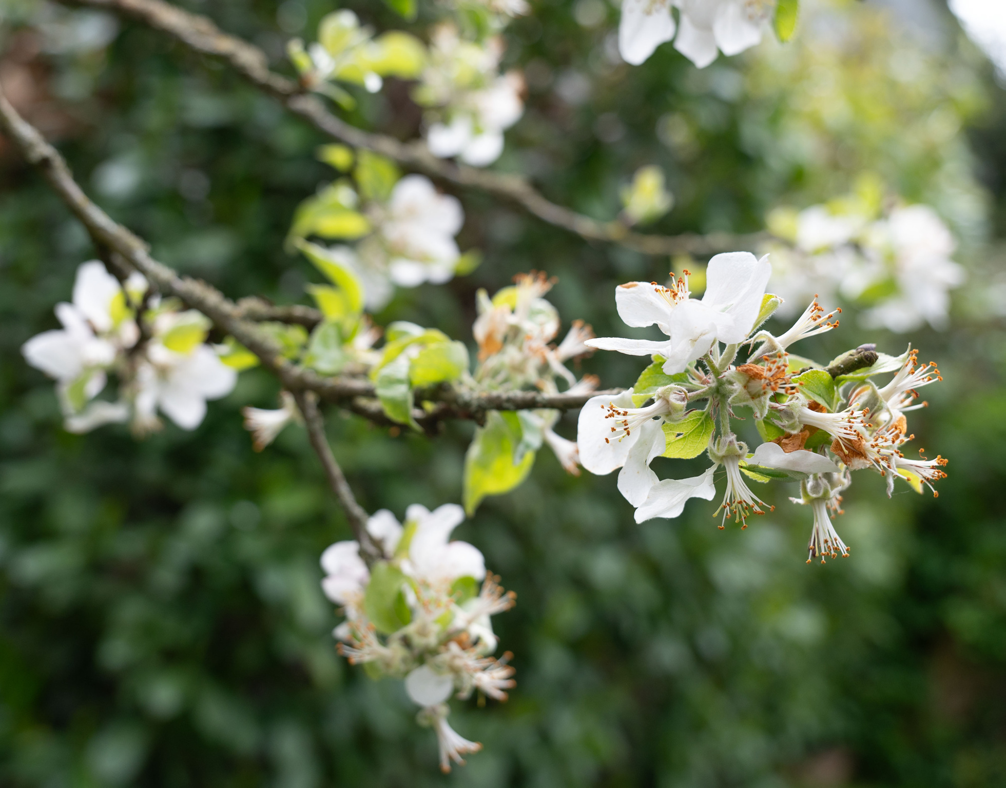 Viele Apfelbäume lassen die Blütenblätter braun werden und abfallen. Wie dramatisch sind die Kälteschäden? Bild: Vecsey