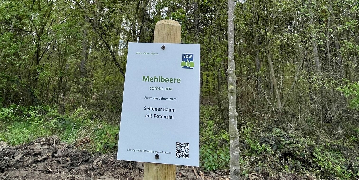 Die Mehlbeere - aus den Früchten dieses Baumes wurde früher Mehl gewonnen.