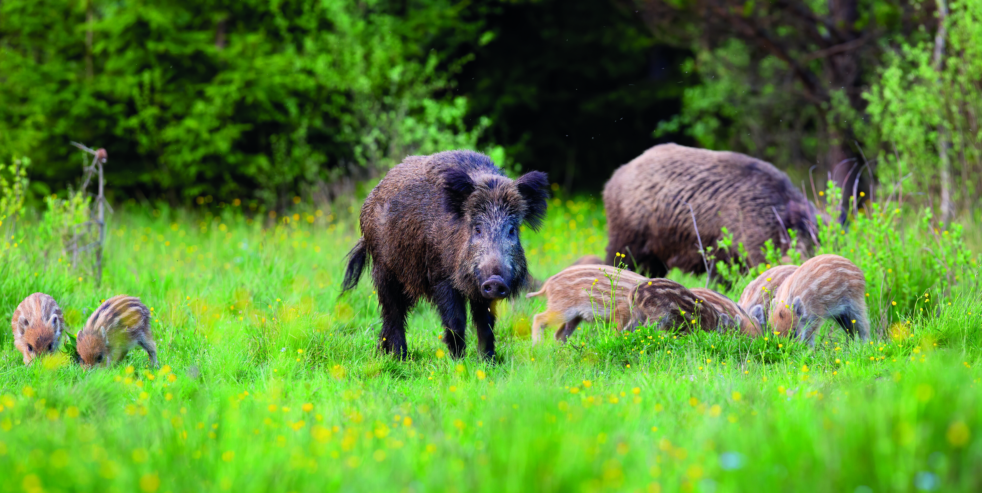 Wildschweine verteidigen ihren Nachwuchs vehement, wenn sie Gefahr sehen.