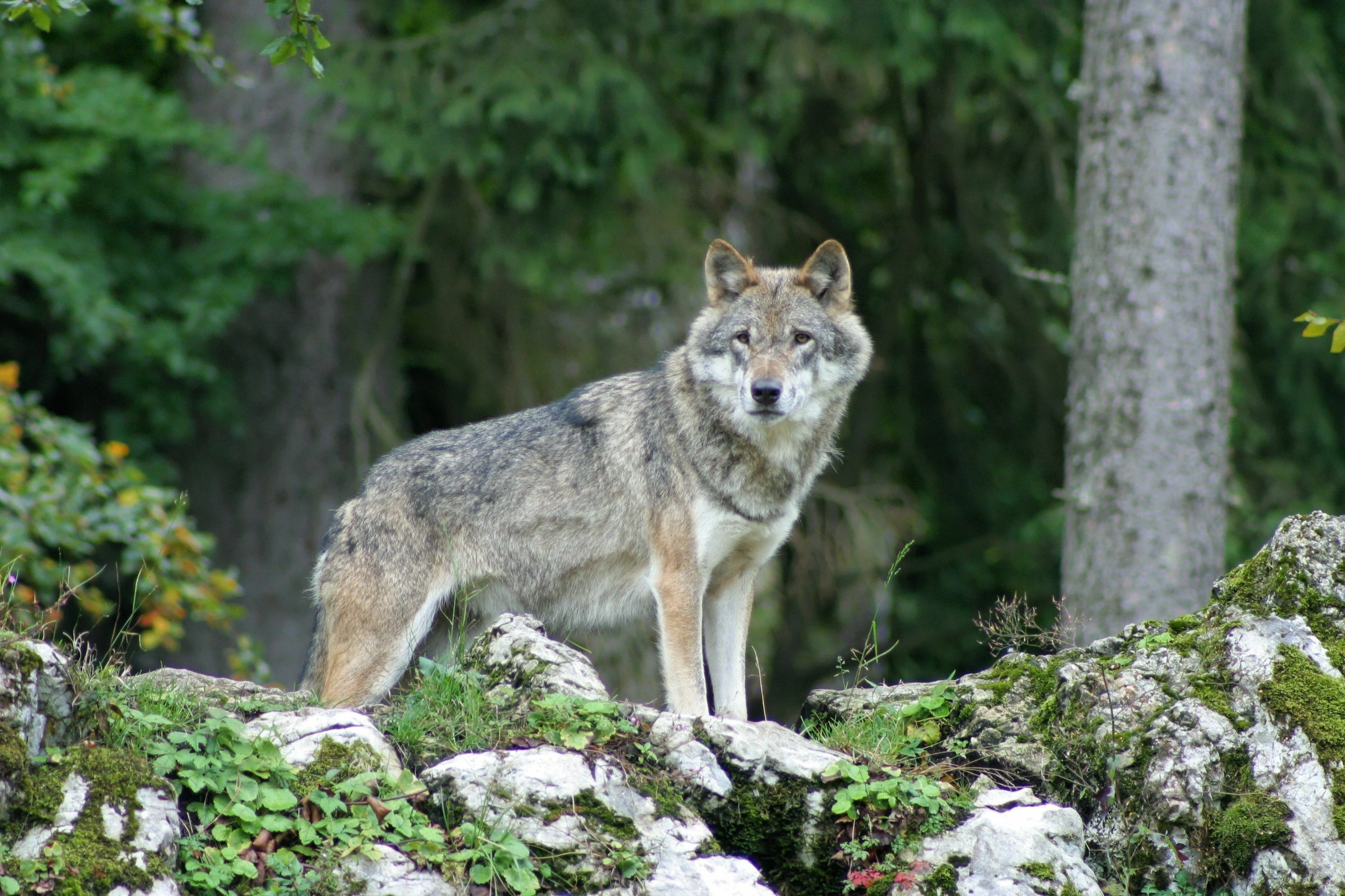 Nachweis per Untersuchung Wolf reißt Reh bei Weil der