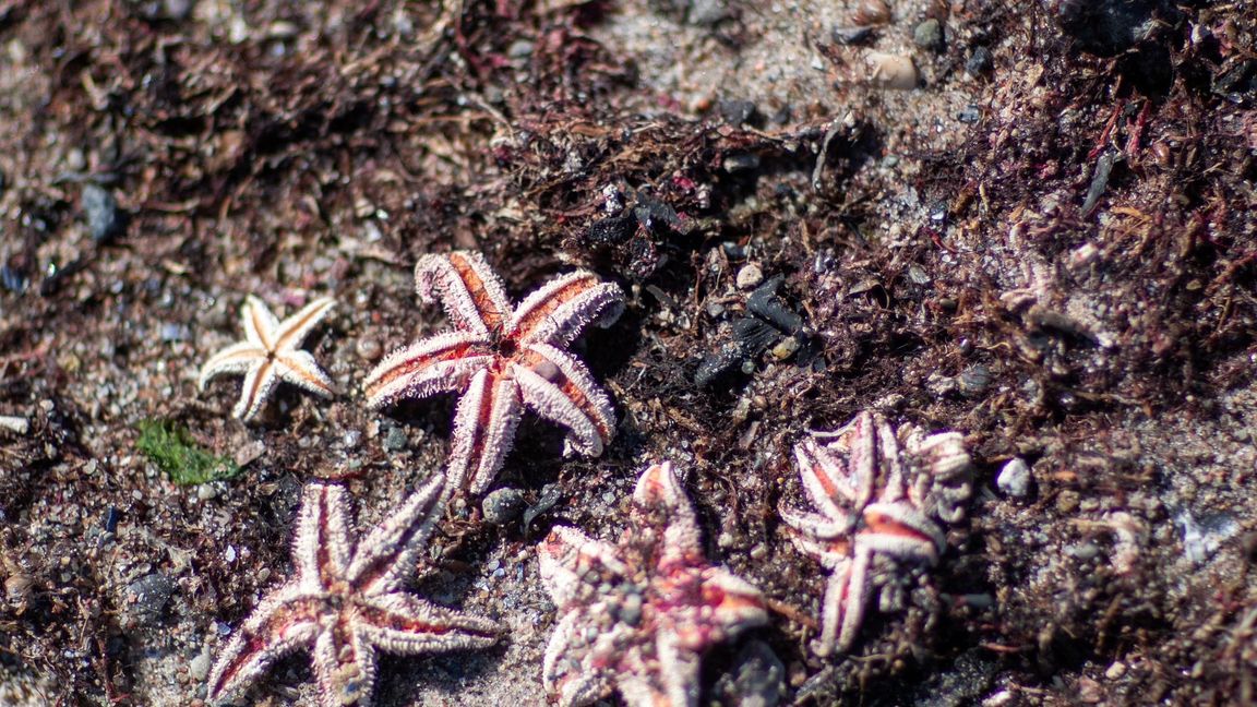 Mit Hilfe von Video-Aufzeichnungen entdeckten die Forscher unter anderen Seesterne auf den Munitionsresten (Symbolbild).
