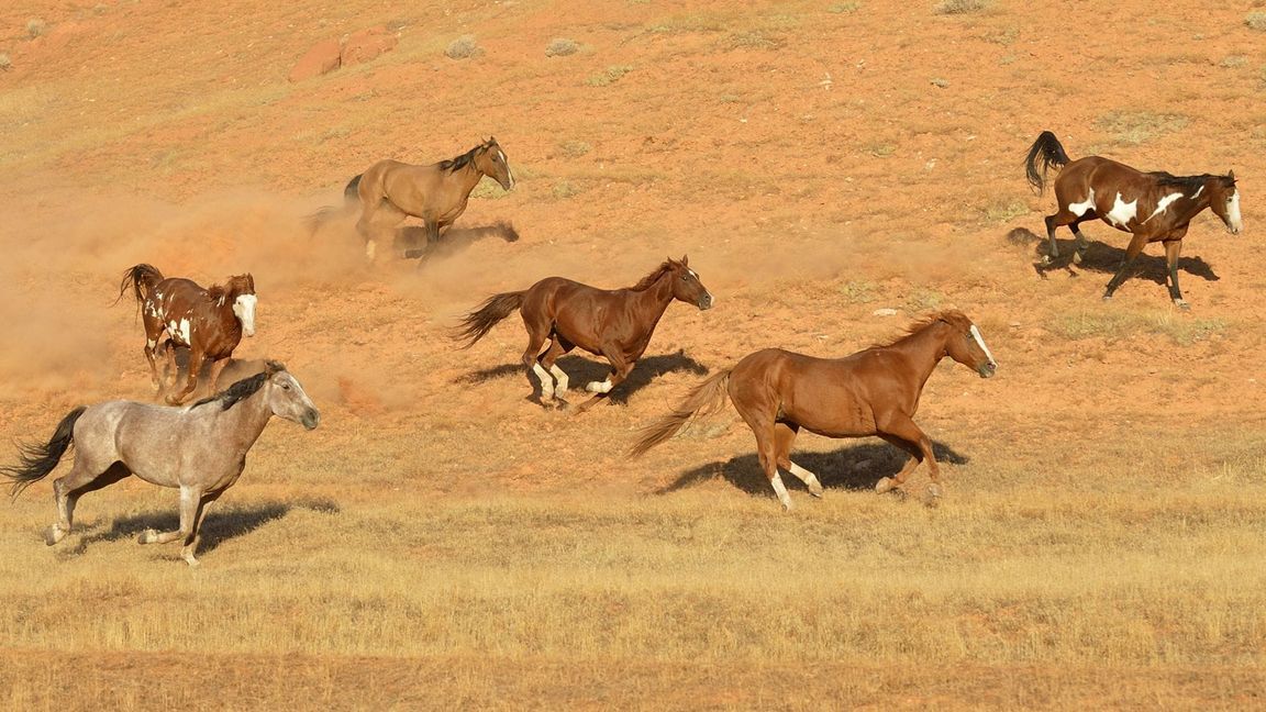 Die Nutzung dieser Tiere revolutionierte vor etwa 4500 Jahren Kommunikation und Landwirtschaft, Transportwesen und Handel sowie nicht zuletzt auch die Kriegsführung.
