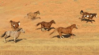 Die Nutzung dieser Tiere revolutionierte vor etwa 4500 Jahren Kommunikation und Landwirtschaft, Transportwesen und Handel sowie nicht zuletzt auch die Kriegsführung.