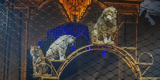Die Raubkatzen sind in der Manege eine große Nummer. Außen sehen das Tierrechtler ganz anders.