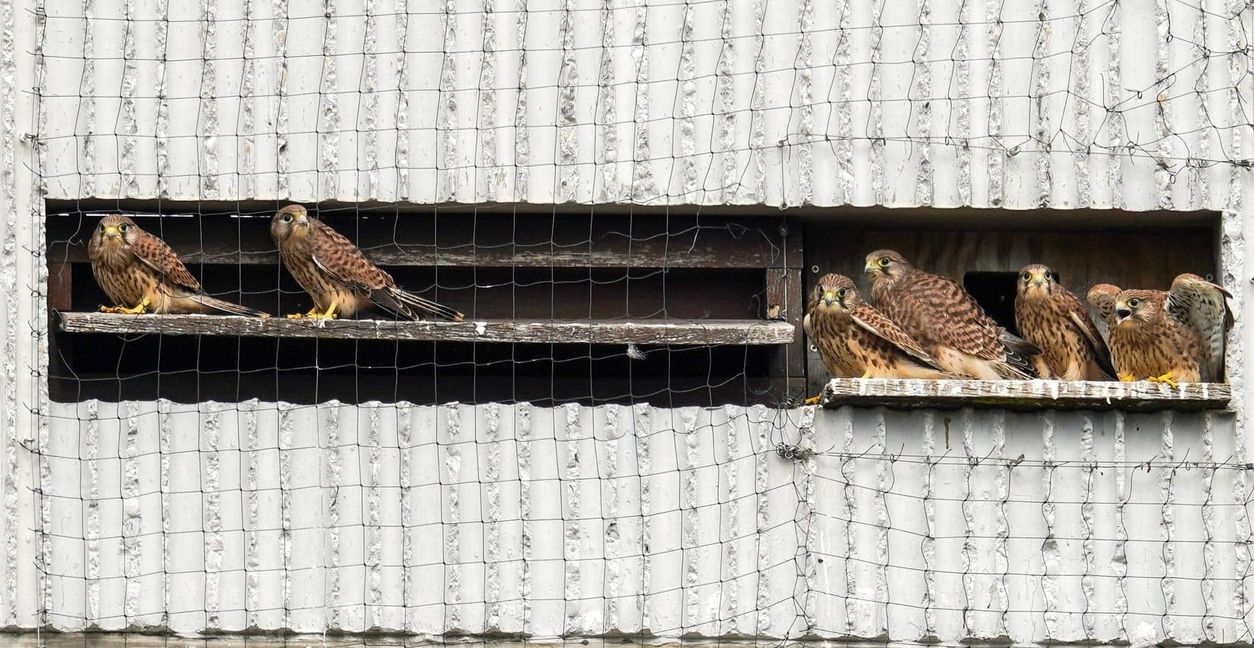 Im vergangenen Jahr gab es im Viehweide-Nistkasten bei Familie Turmfalke viel Nachwuchs.