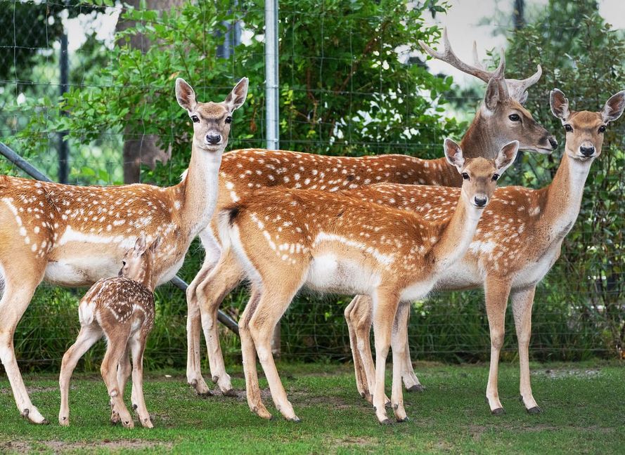 Bei den Damhirschen in der Wilhelma gibt es Nachwuchs.