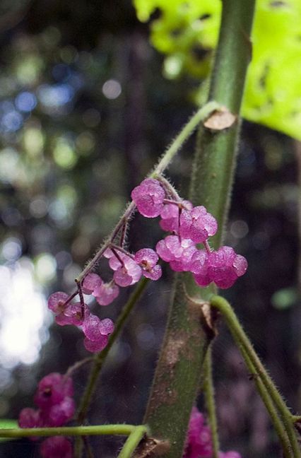 Australische Brennnessel (Dendrocnide moroides): Sie wächst in Australien und den Regenwäldern in Indonesien. Die vier bis zehn Meter hohe Pflanze ist mit dichten, stachelartigen Brennhaaren besetzt, die durch Kleidung dringen. Das darin enthaltene Toxin Moroidin verursacht Hautreizungen, Schwellungen und starke Schmerzen, die monatelang anhalten können.