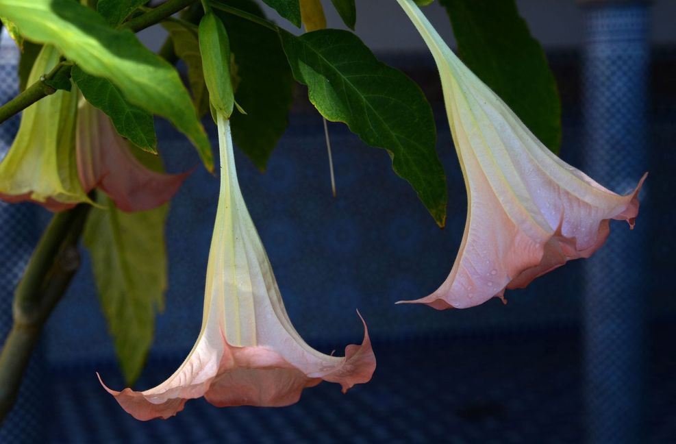 Die Blüten der Engelstrompete sehen wunderschön aus. Diese Pflanzen   zieren den Garten, weil sie so schöne hängende Trompetenblüten hat. Aber auch sie ist giftig. Verwirrtheit und Bewusstseinsverlust sind Symptome einer Vergiftung mit Engelstrompete.