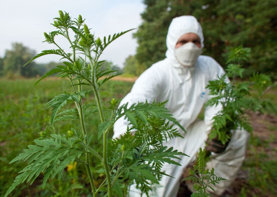 Mit Schutzanzug, Handschuhen und Feinstaubmaske ausgerüstet beseitigt ein Forstwirt im Forstrevier Dammendorf bei Müllrose (Brandenburg) Ambrosiapflanzen (Ambrosia artemisifolia).