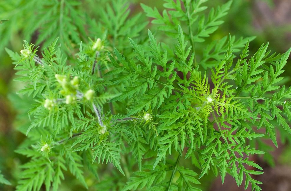 Ambrosia - sieht harmlos aus, ist aber giftig und hoch allergen.