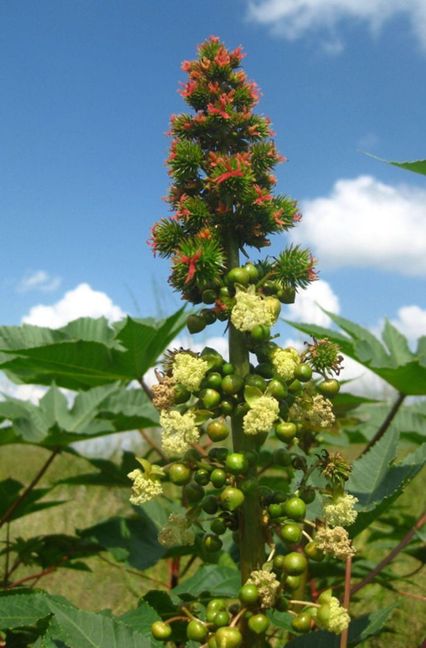Wunderbaum, Rizinus (Ricinus communis L.): Er wird auch Christuspalme, Hundsbaum und Läusebaum genannt. Schon der Verzehr von zwei Samen ist für den Menschen absolut tödlich. Das im Baum enthaltene Gift führt zu einer Ricin-Vergiftung. Symptome sind Schleimhautreizungen, Schädigungen der Verdauungsorgane, Übelkeit und Erbrechen. Um nicht am Verzehr von Pflanzenteilen zu sterben, muss man sich sofort erbrechen, ein Gegengift ist nicht bekannt.