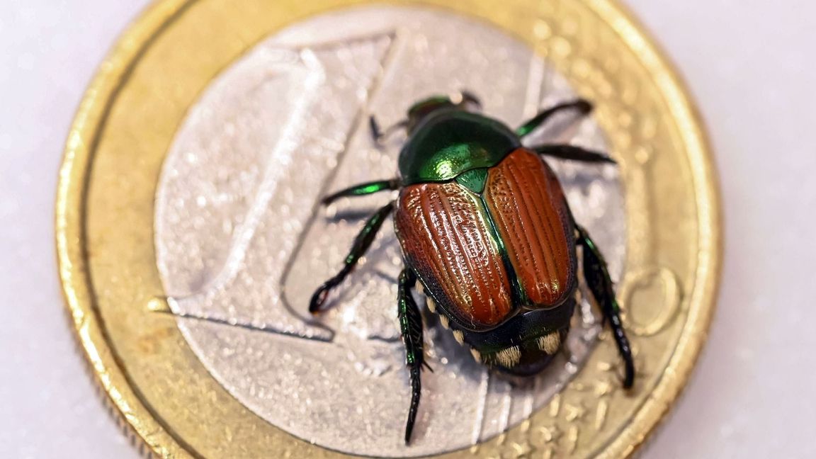 Elf Japankäfer wurden gefunden.