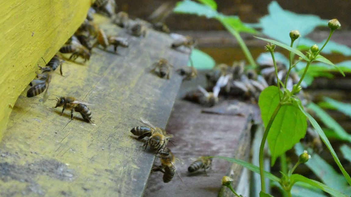 Bienen bringen Pollen in den Bienenstock. (Archivbild)