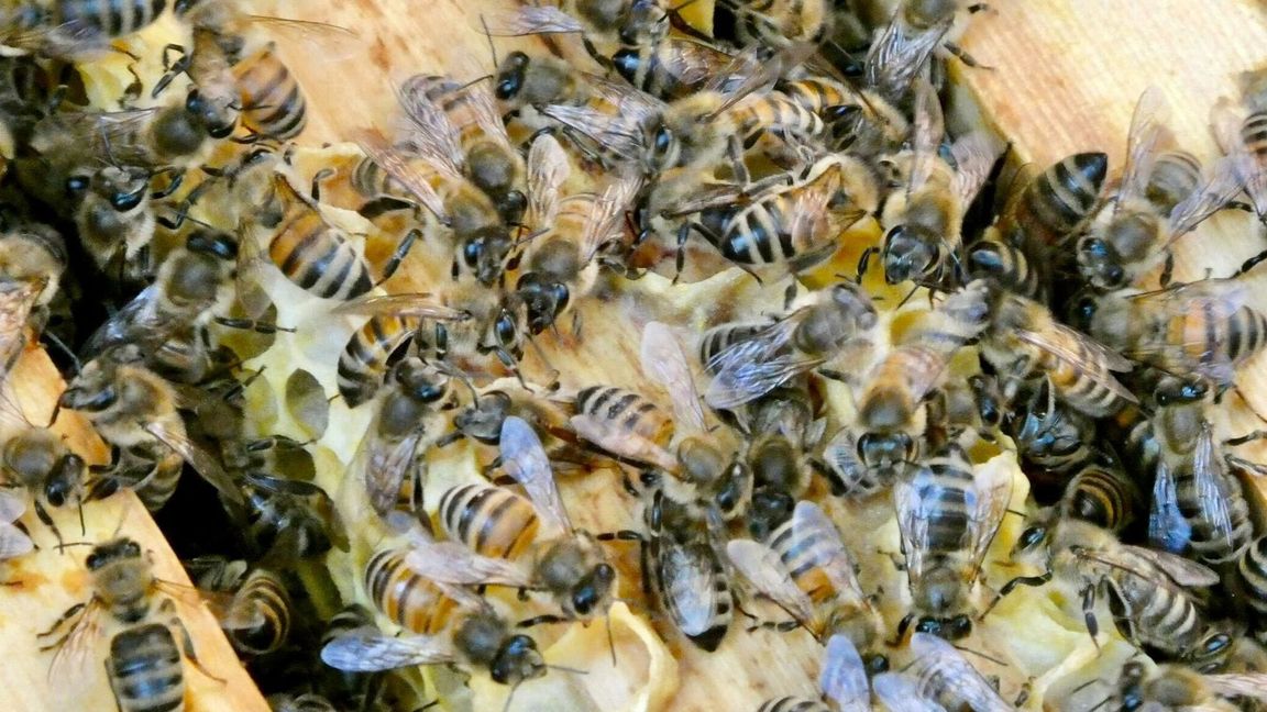 Die Bienen sind immer in Bewegung. (Archivbild)