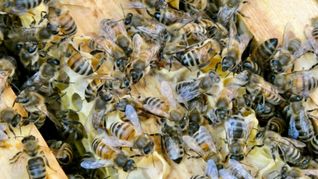 Die Bienen sind immer in Bewegung. (Archivbild)