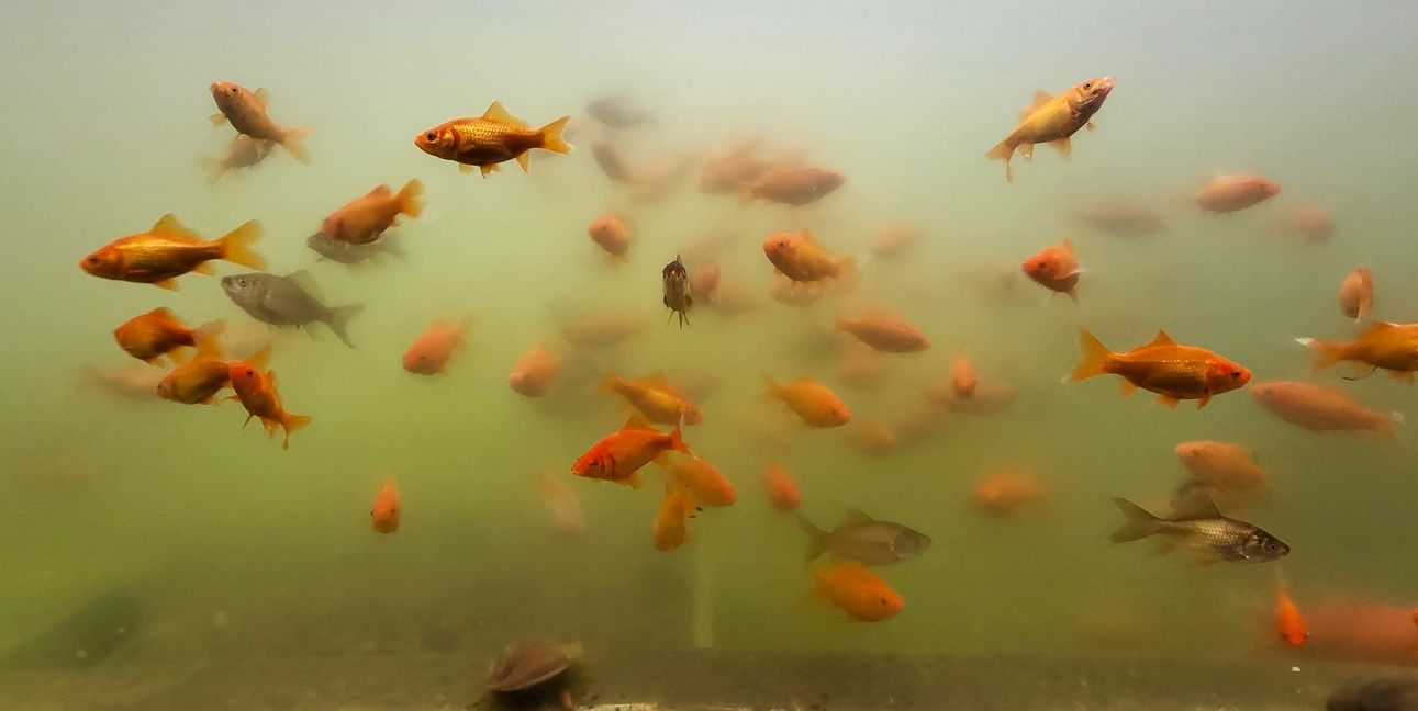 100 Goldfische wurden im Teichkino ausgesetzt. Die Tiere sorgen zwar für Bewegung im Wasser, gefährden aber das ökologische Gleichgewicht.