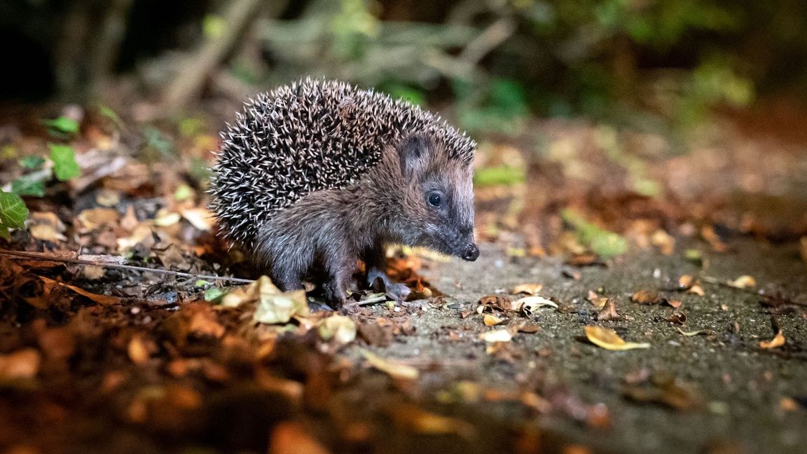 Wenn es mit den Temperaturen noch mehrmals stark auf und ab geht, kann das für Winterschläfer lebensbedrohlich werden. (Symbolbild)