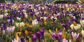 Bunte Krokusse blühen auf einer Wiese.