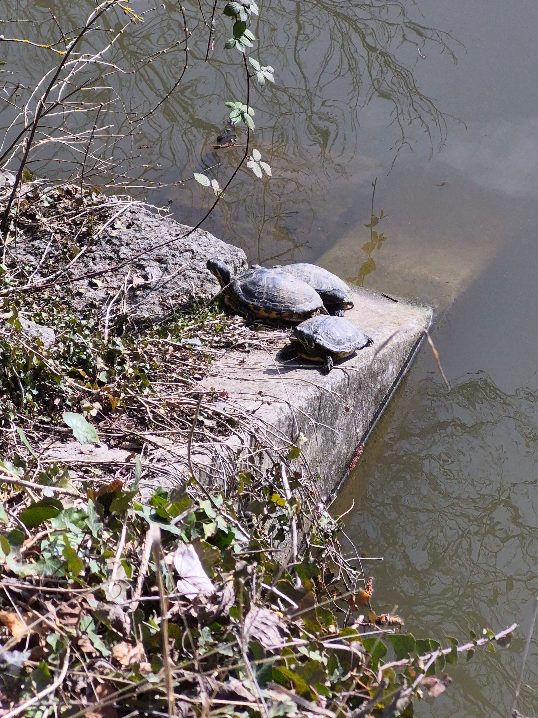 Schildkröten sonnen sich am Ufer des Klostersees.