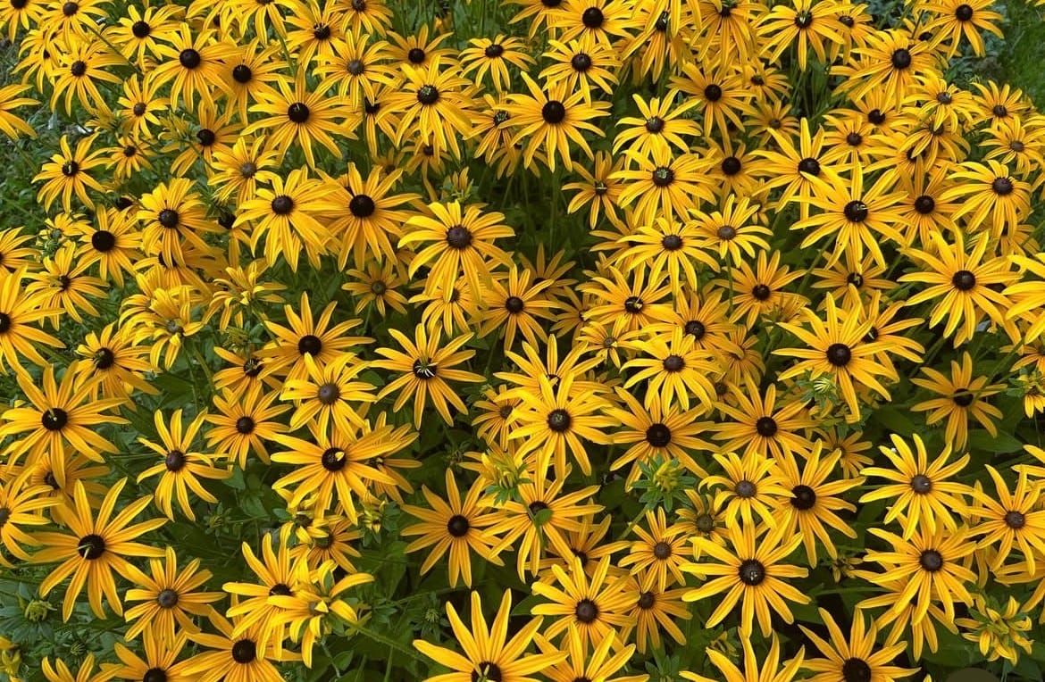 Ein Meer aus gelben Sonnenhüten: Die leuchtenden Rudbeckien bringen Farbe in den Frühlingsgarten.	Bild: Maria Gigler
