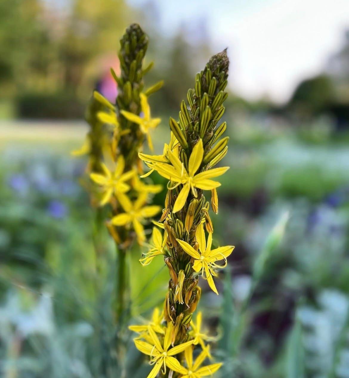 Sternförmige Blüten der Gelben Junkerlilie leuchten im Frühlingsbeet.