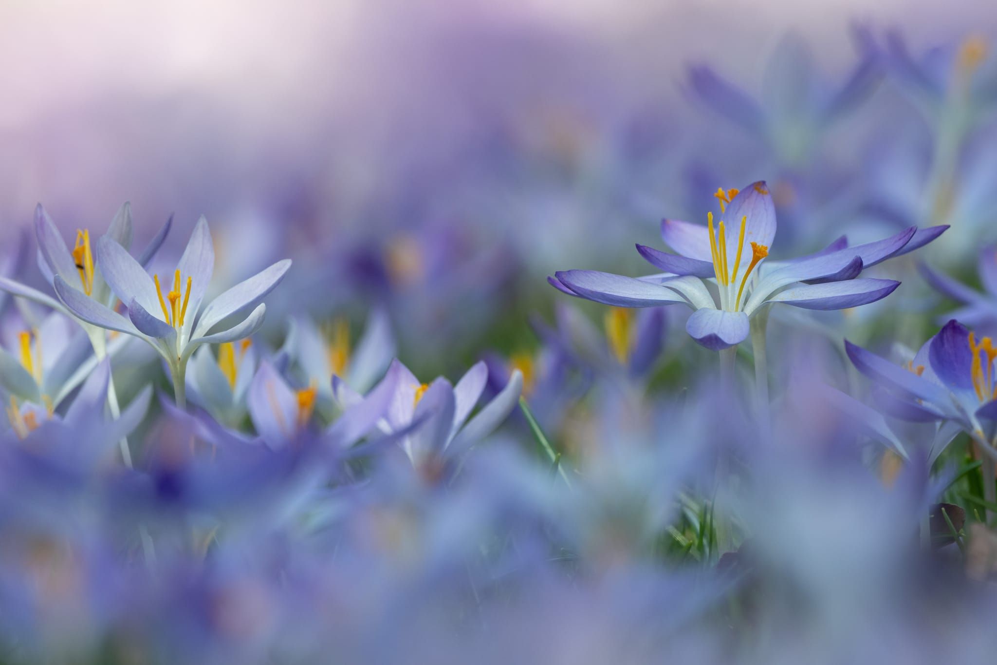Ein Meer aus Krokussen färbt die Wiese violett.