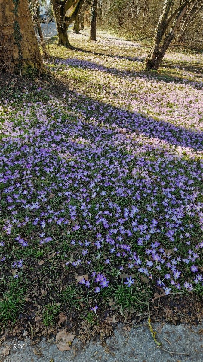 Ein violettes Meer aus Krokussen kündigt den Frühling an.