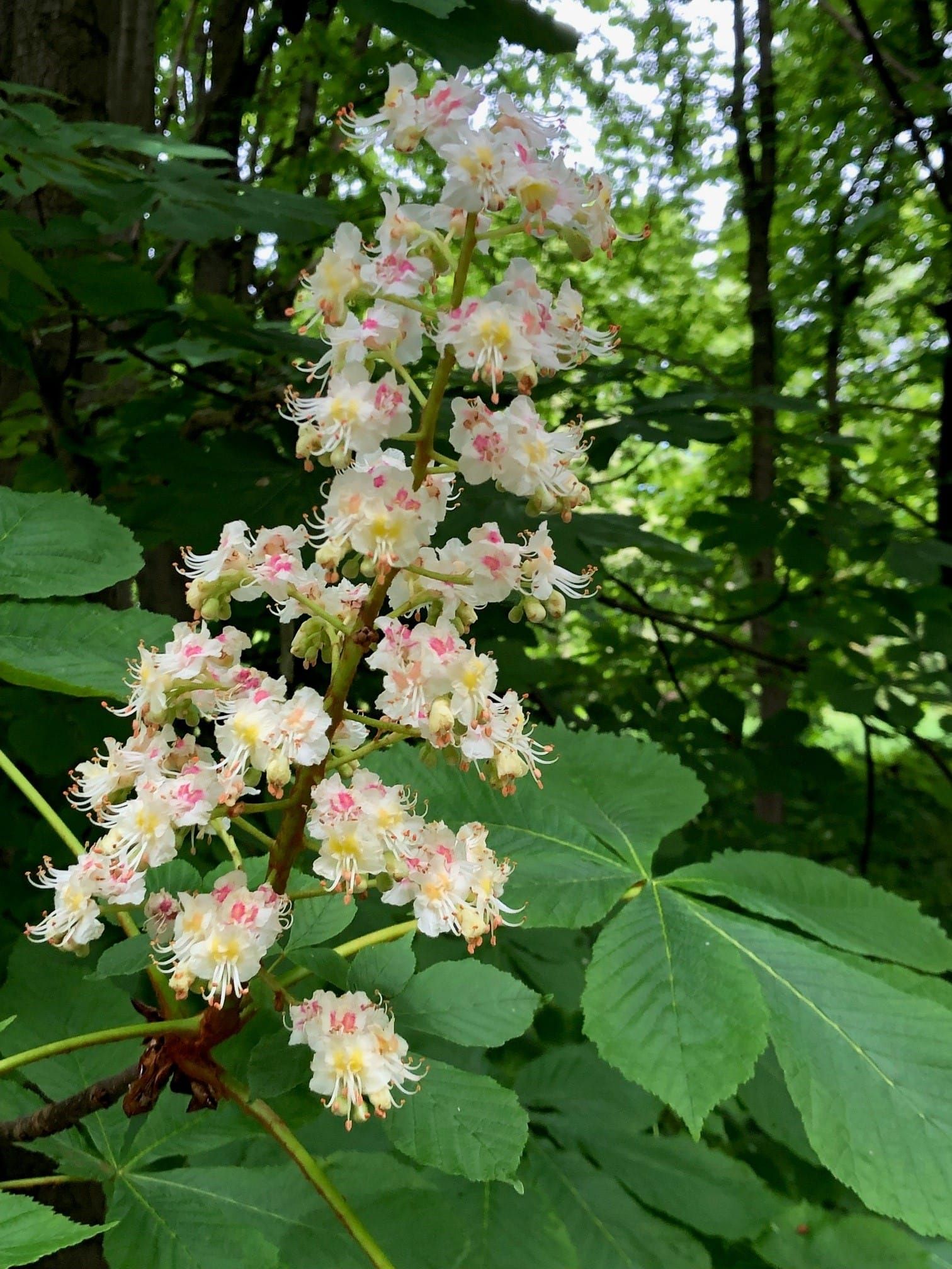 Die Blüten der Rosskastanie öffnen sich im frischen Frühlingsgrün.