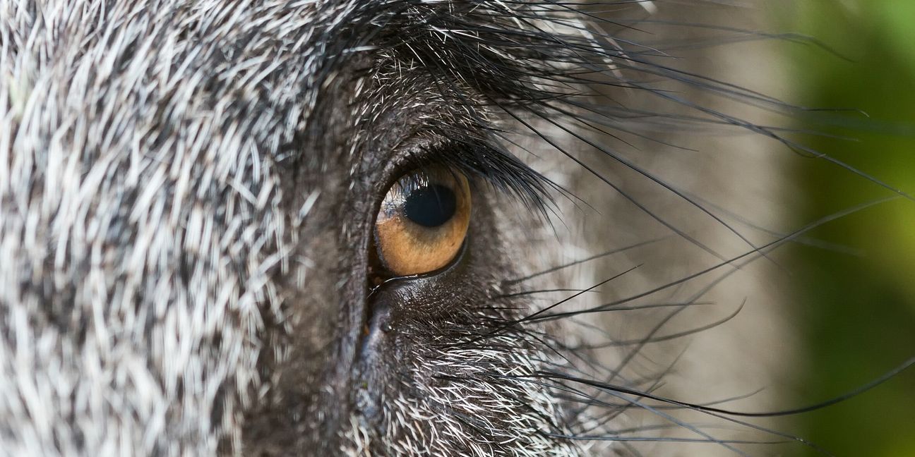 Wildschweinauge sei wachsam, die Jagddauert an.  Bild: Constantin/Adobe Stock