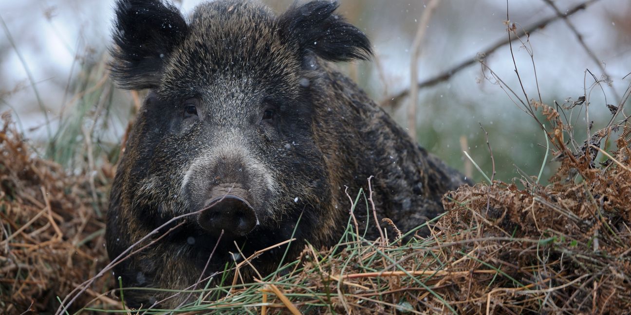 Wildschweine bleiben besser in Deckung: Die Jagd geht weiter. Bild: DJV/Rolfes