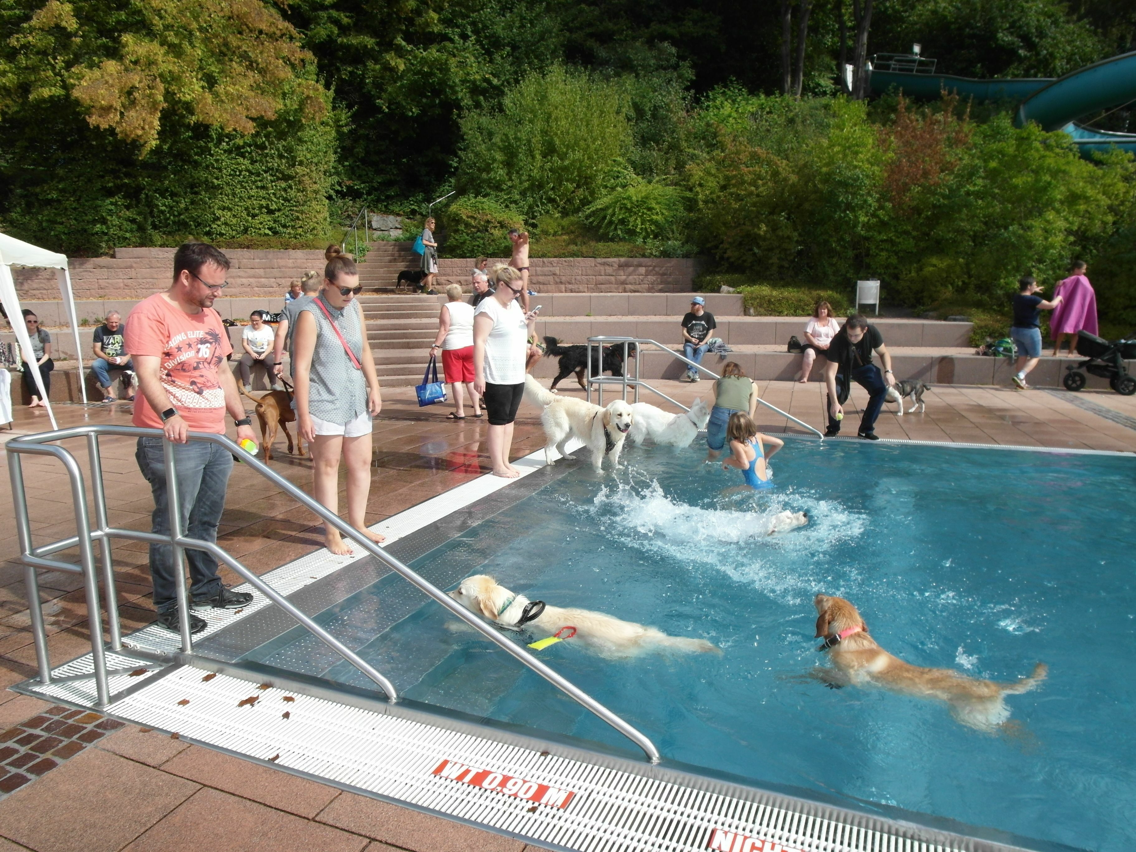 Zum vierten Mal fand das Hundeschwimmen im Böblinger Freibad statt. Für Zwei- und Vierbeiner jedes Mal ein großer Spaß.                   Bild: Staber