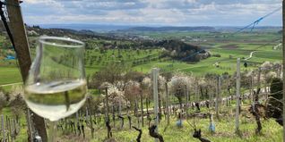 Auf ein Glas im Weinberg, heißt es am Sonntag, 17. Mai.