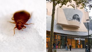 Die Cinémathèque française muss ihre Kinosäle wegen Bettwanzen schließen (Symbolbilder).