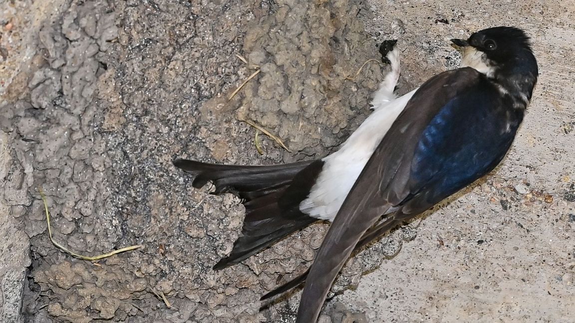 Bei dem Versuch, einen Vogel zu retten, brachte sich die 19-Jährige selbst in Gefahr. (Symbolbild)