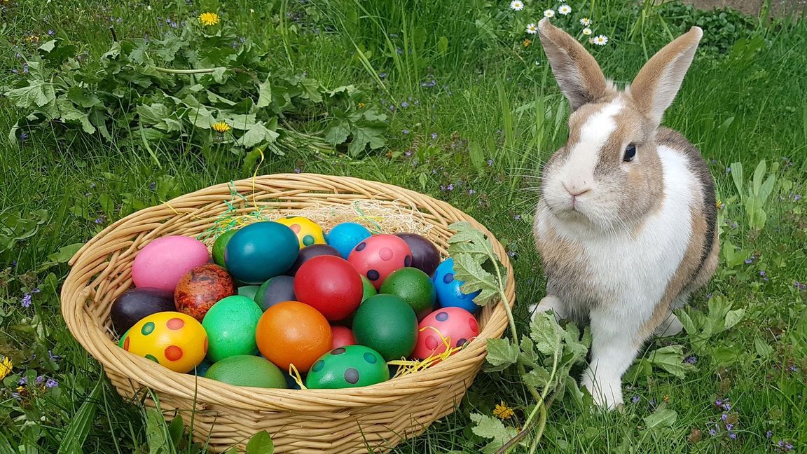 Die Chancen, am Ostersonntag im Garten bunte Eiern suchen zu können, stehen gar nicht einmal so schlecht.