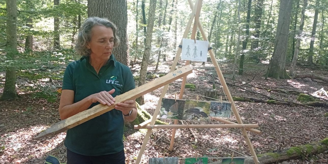 Revierförsterin Stefanie Knorpp präsentierte den Lockstab, der mit einem Sexuallockstoff besprüht worden war.