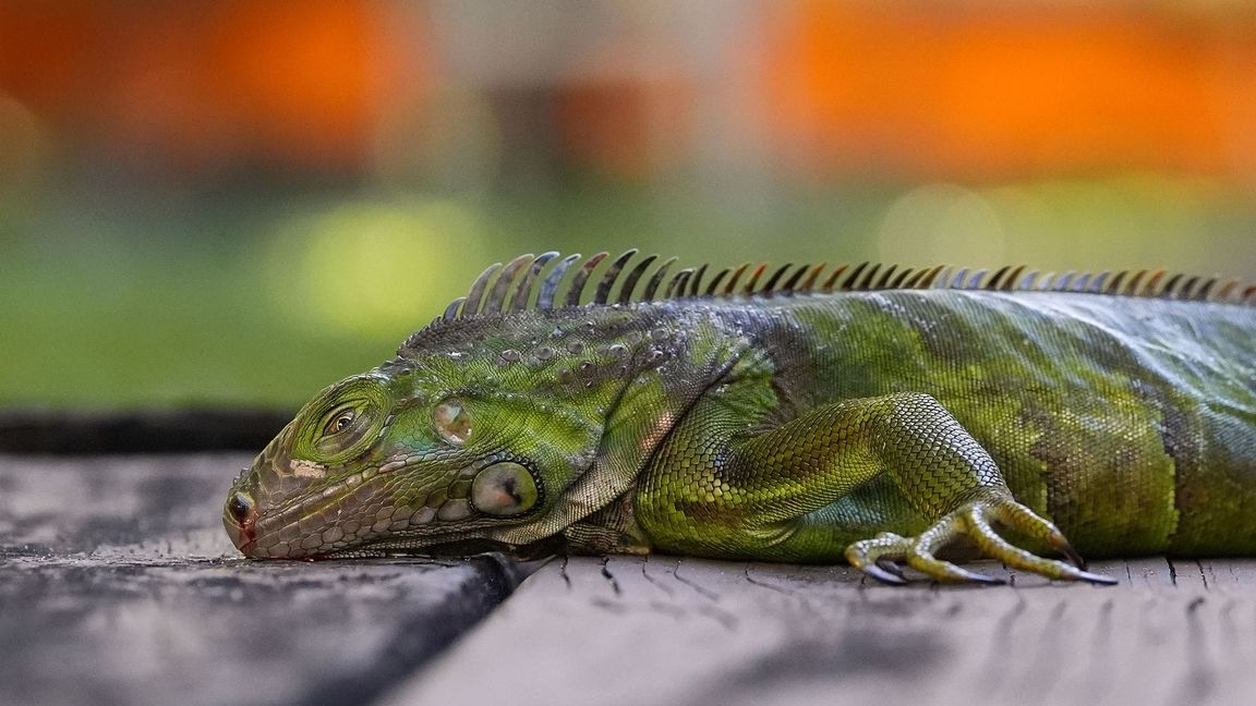 In Südflorida gelten die Tiere als Plage. (Archivfoto)