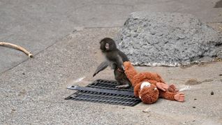 Bilder des kleinen Affen mit einem Plüschtier gingen viral.