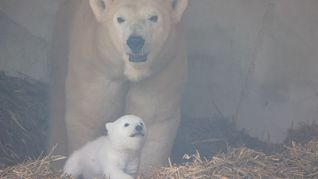 Das Eisbärbaby wurde Anfang November 2024 geboren.