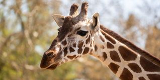 Am 21. Juni wird in der Wilhelma der Welt-Giraffen-Tag gefeiert.