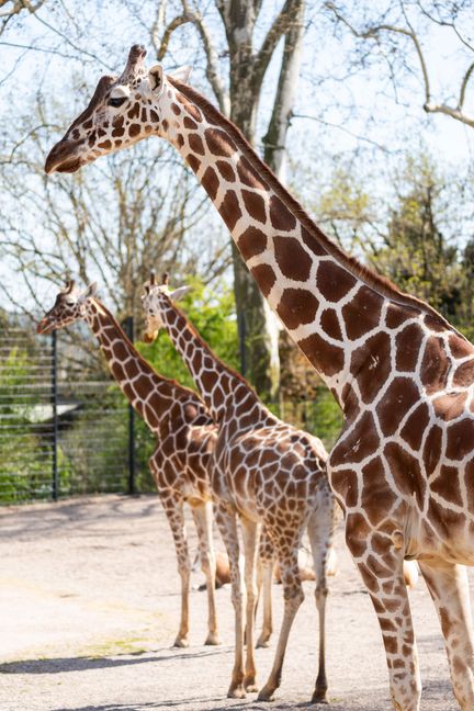 Am 21. Juni wird in der Wilhelma der Welt-Giraffen-Tag gefeiert.