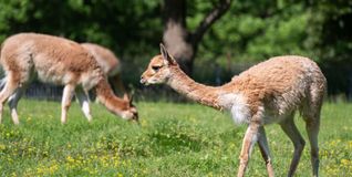 Auf der Südamerika-Anlage der Wilhelma sind ab sofort Vikunjas zu sehen.